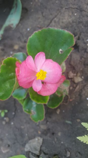  - Flori gradină vara 2017