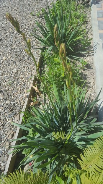 Yucca - Flori gradină vara 2017