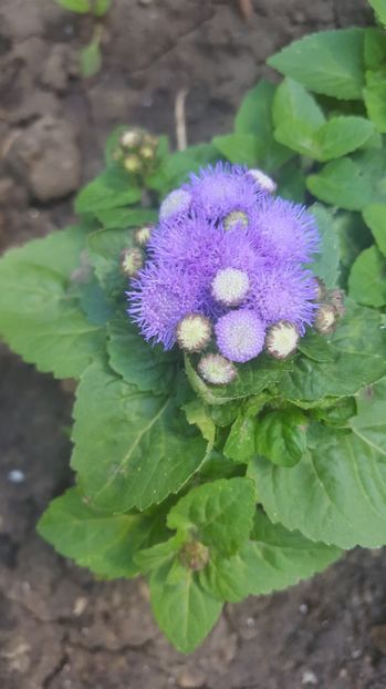  - Flori gradină vara 2017