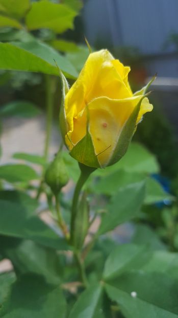  - Flori gradină vara 2017