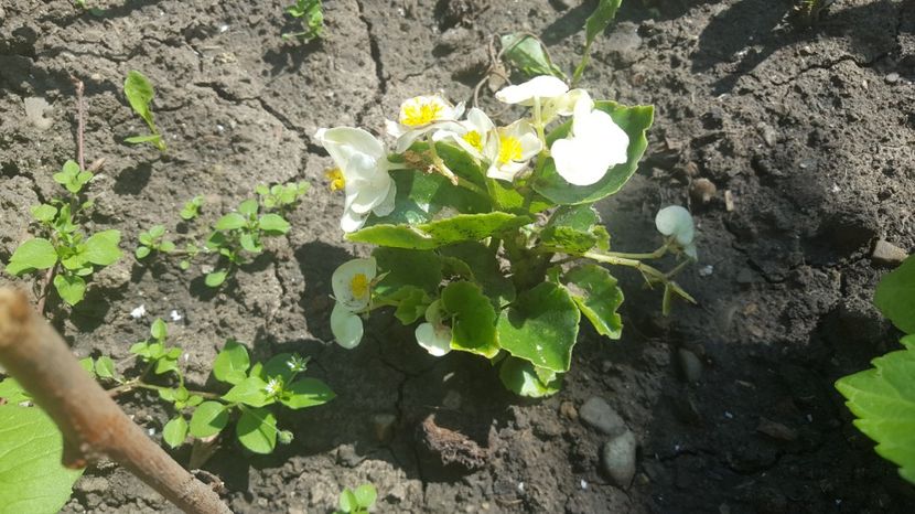  - Flori gradină vara 2017