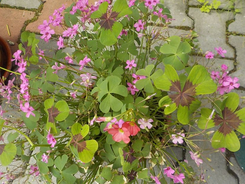  - oxalis