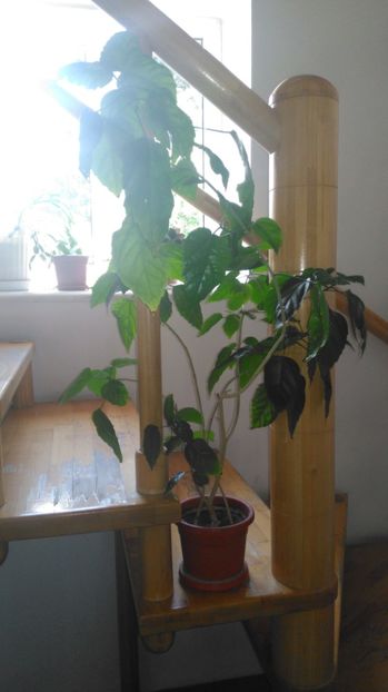 Hibi rosu - Florile mele de la serviciu