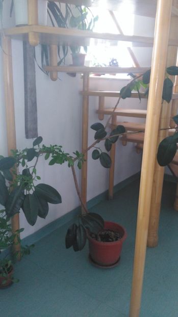 Ficus - Florile mele de la serviciu