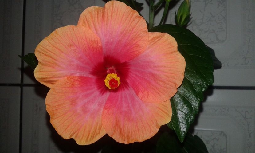  - A Hibiscus Danutz