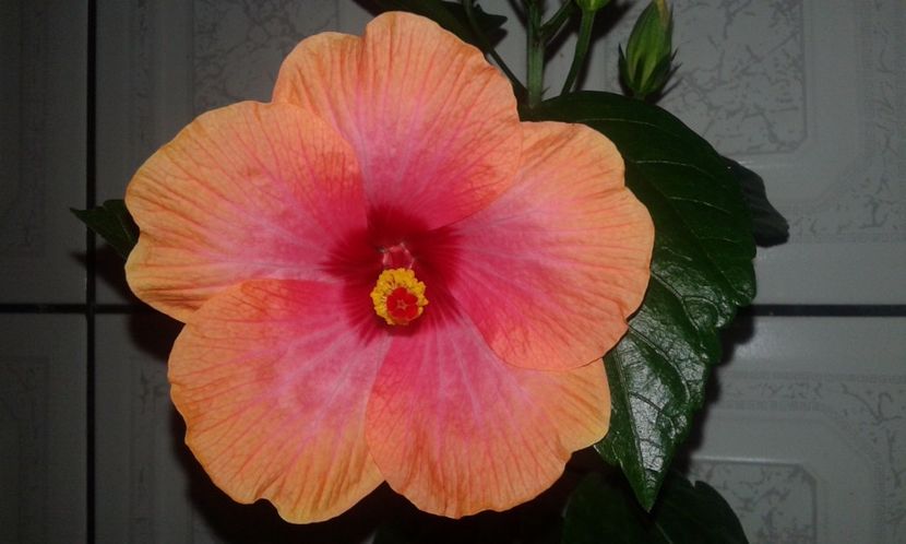  - A Hibiscus Danutz