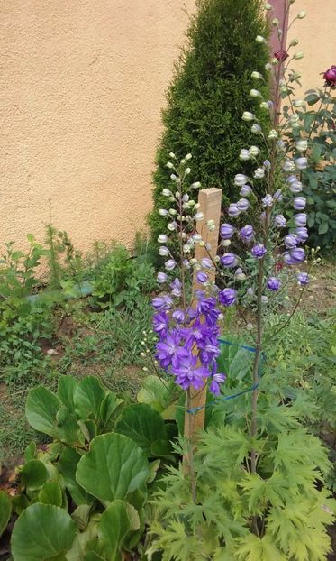  - Delphinium si nemtisor