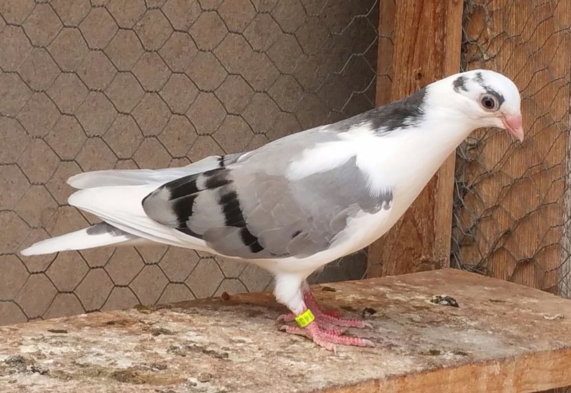 Dat in Bucuresti la Nicu D - D- Porumbei JUCATORI DE GALATI VANDUTI Album 3