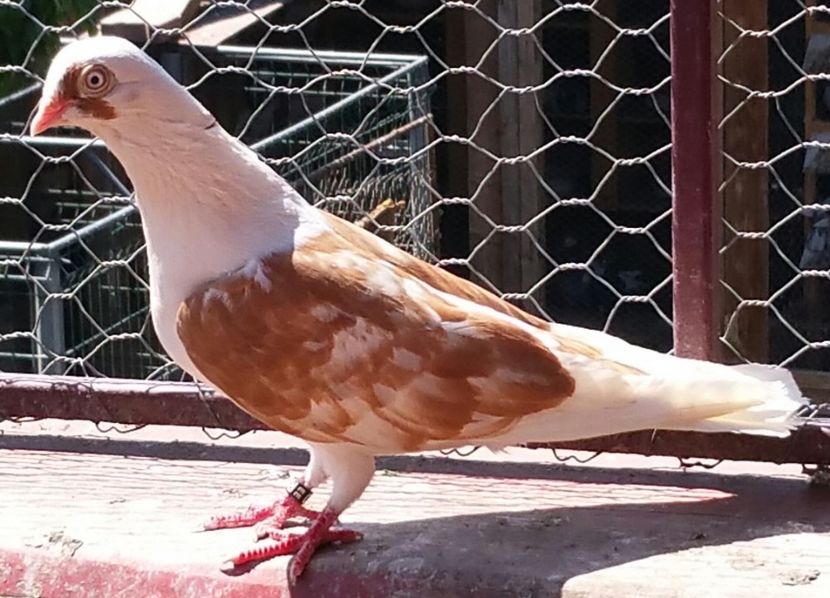 Data in Bucuresti la Nicu D - D- Porumbei JUCATORI DE GALATI VANDUTI Album 3