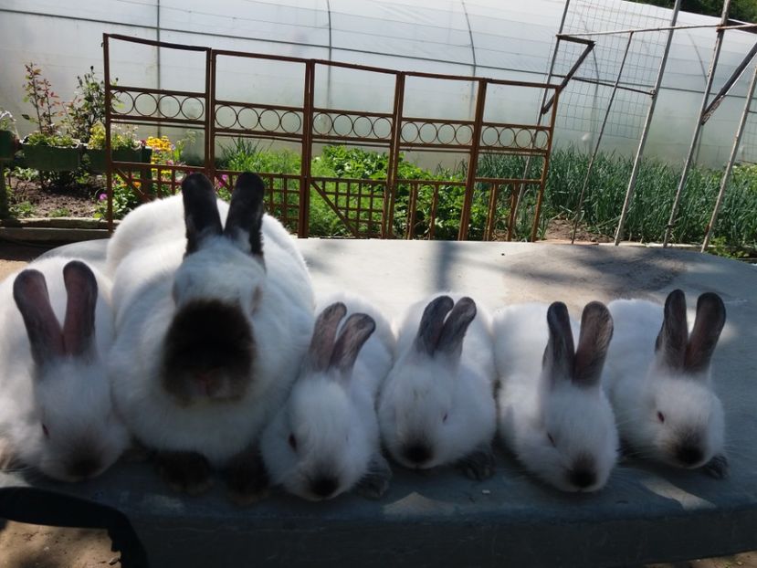  - Arhivă-Californieni