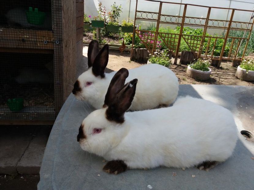  - Arhivă-Californieni