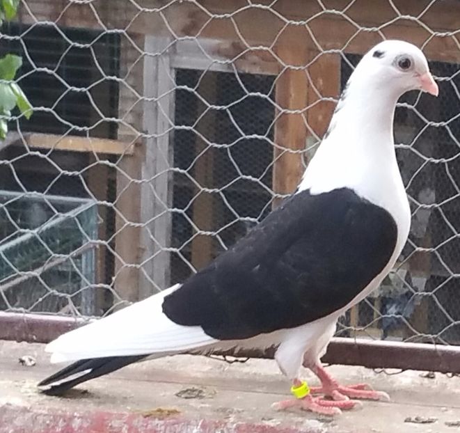 Dat in Bucuresti la Borbely M - D- Porumbei JUCATORI DE GALATI VANDUTI Album 3