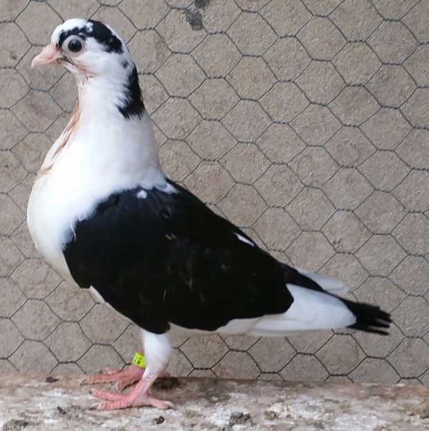 Dat in Ilfov la Tuinea - D- Porumbei JUCATORI DE GALATI VANDUTI Album 3