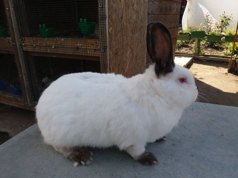  - Arhivă-Californieni