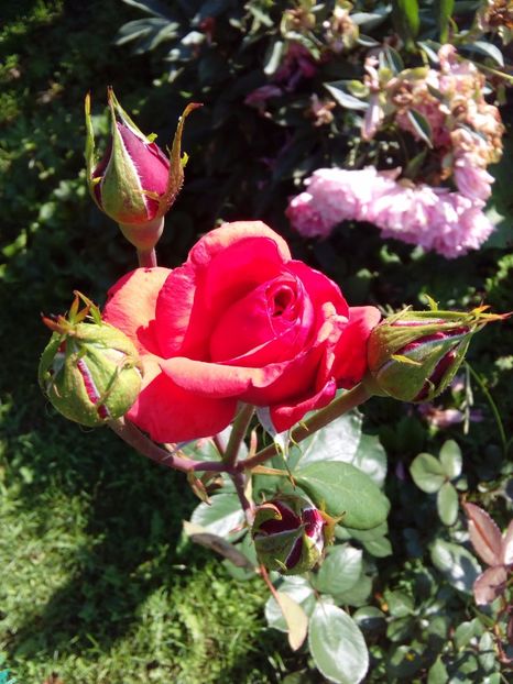  - AAAAA_R_TRANDAFIRI 2015_2017