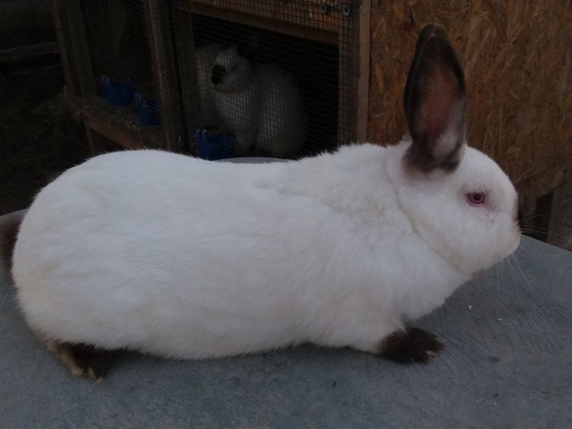  - Arhivă-Californieni