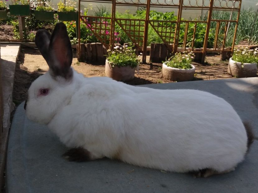  - Arhivă-Californieni