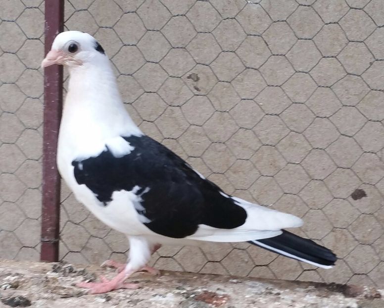 Data in Ilfov la Tuinea - D- Porumbei JUCATORI DE GALATI VANDUTI Album 3