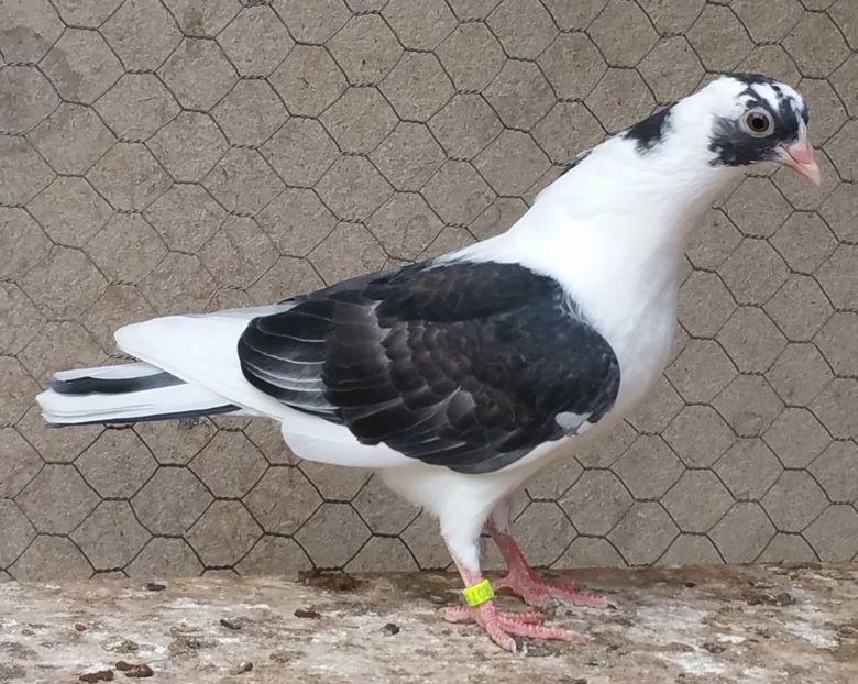 Dat in Ilfov la Tuinea - D- Porumbei JUCATORI DE GALATI VANDUTI Album 3