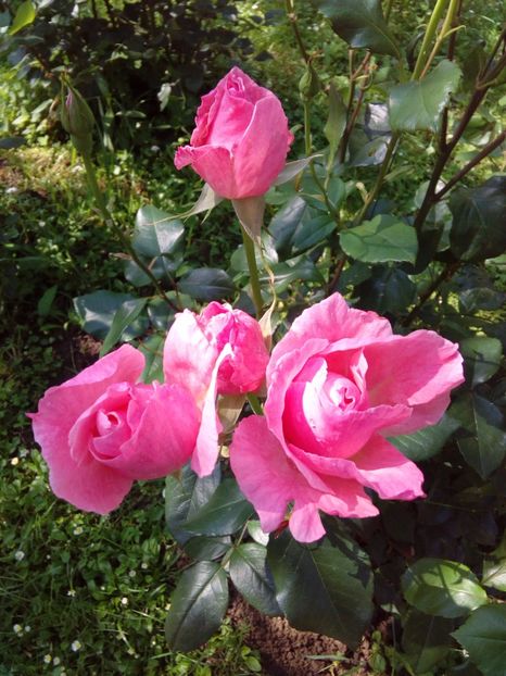  - AAAAA_R_TRANDAFIRI 2015_2017