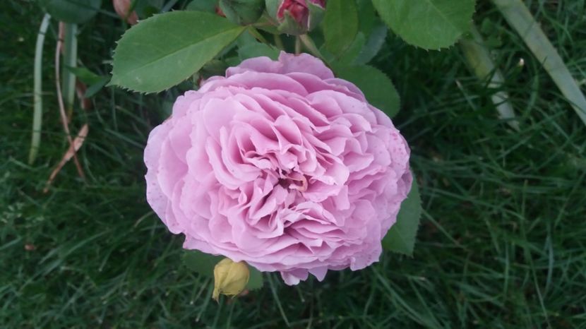 Lavender Ice - Trandafiri 2017