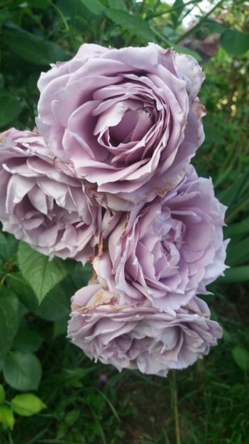 Novalis - Trandafiri 2017