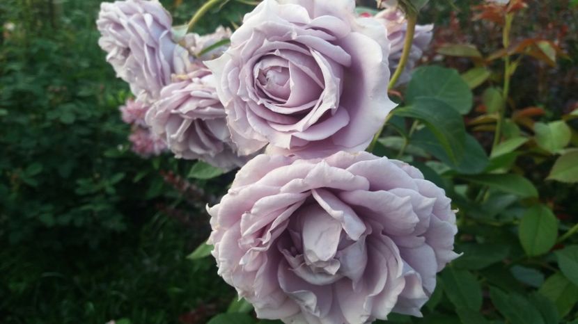 Novalis - Trandafiri 2017