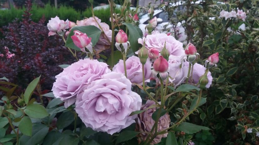 Novalis - Trandafiri 2017