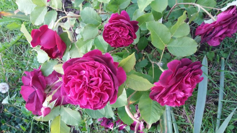 Munstead Wood - Trandafiri 2017