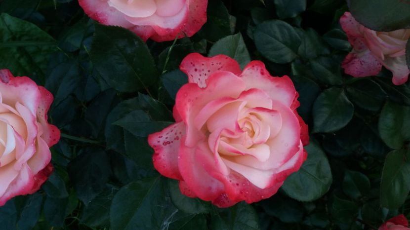 Double delight - Trandafiri 2017