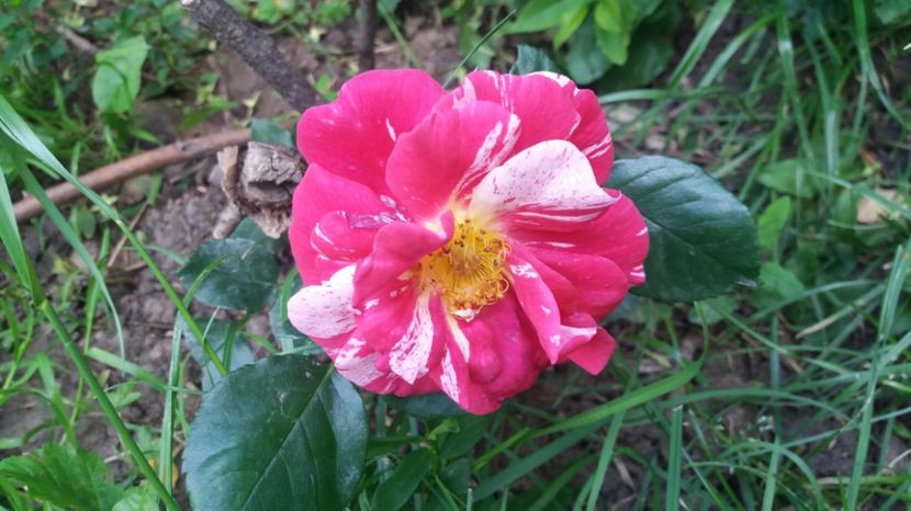 Mind games - Trandafiri 2017