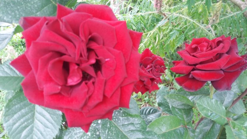 Black Baccara - Trandafiri 2017