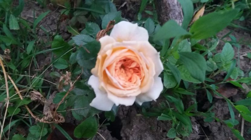 Garden of roses - Trandafiri 2017