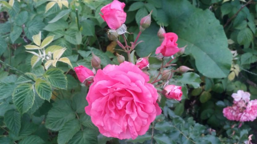 Rosarium Uetersen - Trandafiri 2017