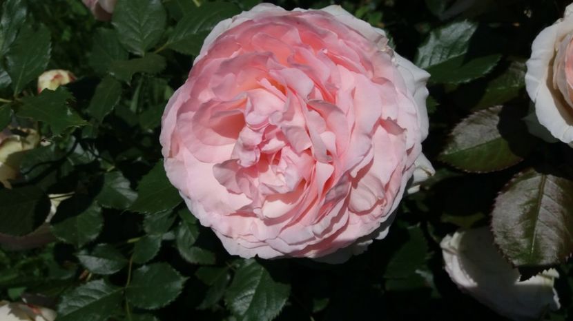 Eden Rose - Trandafiri 2017