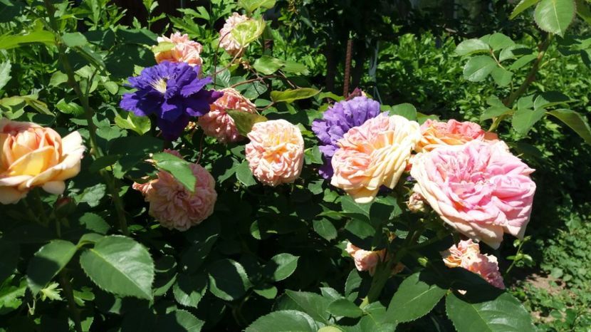 Alchemist - Trandafiri 2017