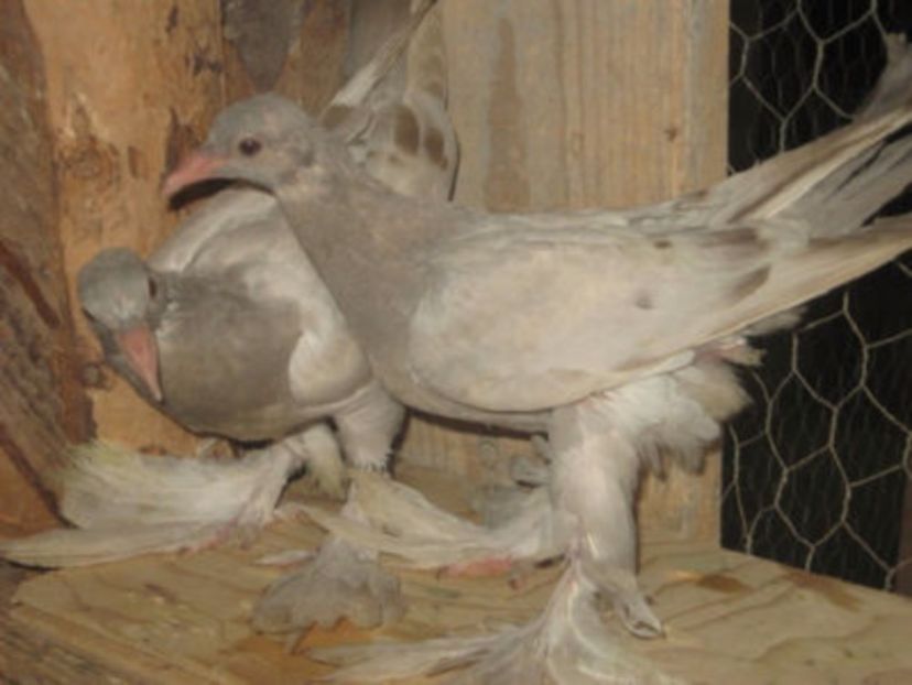 109216518_CRRVFGO3 - 16 Berze de Warsowia 2017