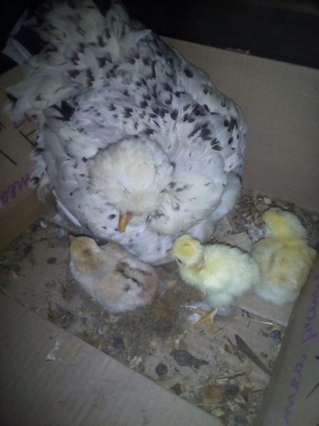 Doar cel cu gat gol e pitic - Pitice