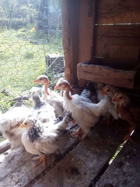 Tineret 2017 - Pitice