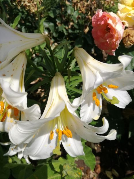  - Crini de tot felul 2017