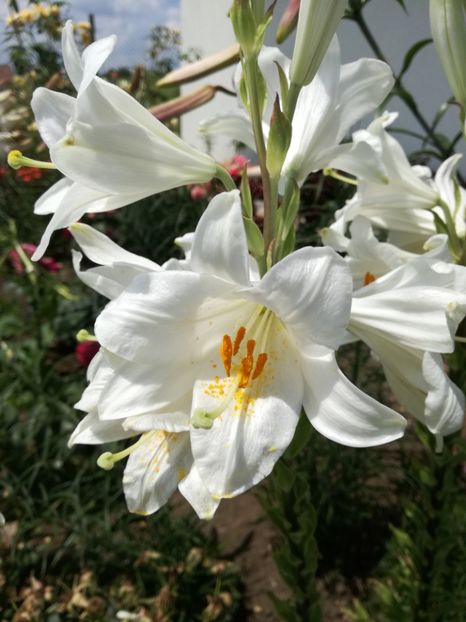  - Crini de tot felul 2017