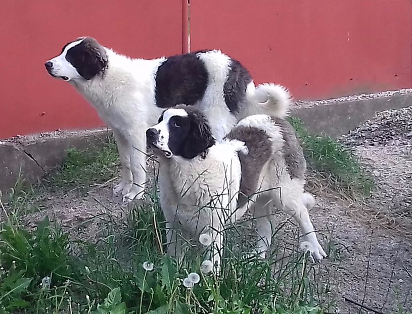 20170609_195107-2 - Canisa de Manastireni