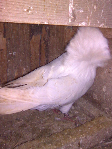 Imagine0122 - porumbei maria stuard 2011