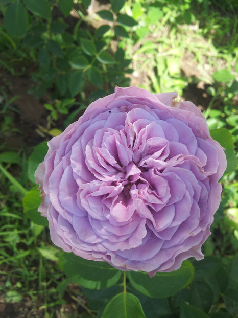  - Lavender Ice