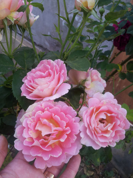 - Rose des Cisterciens