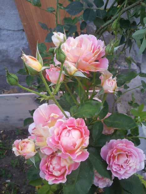  - Rose des Cisterciens
