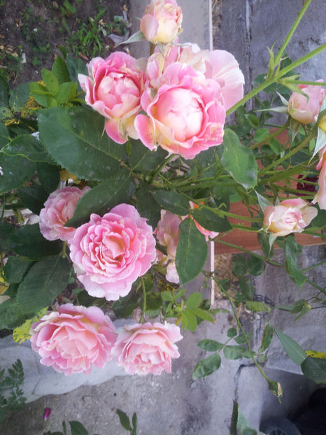  - Rose des Cisterciens