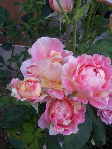  - Rose des Cisterciens
