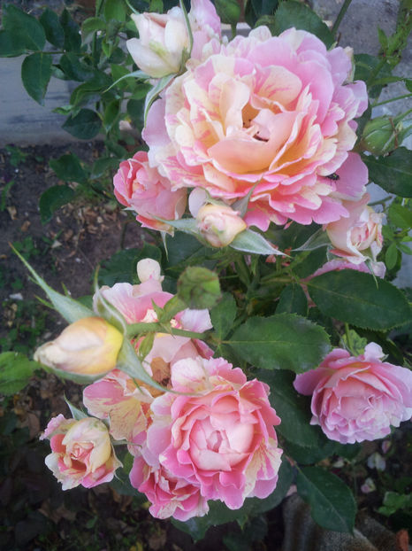  - Rose des Cisterciens