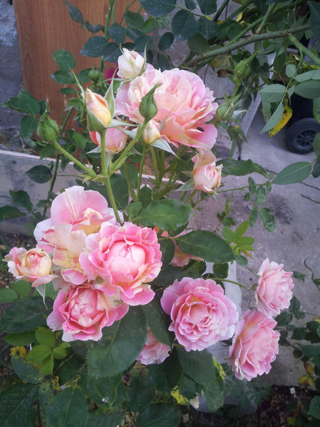  - Rose des Cisterciens